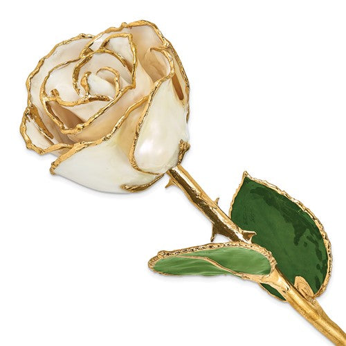 GR Lacquer Dipped Gold Trimmed White Satin Real Rose