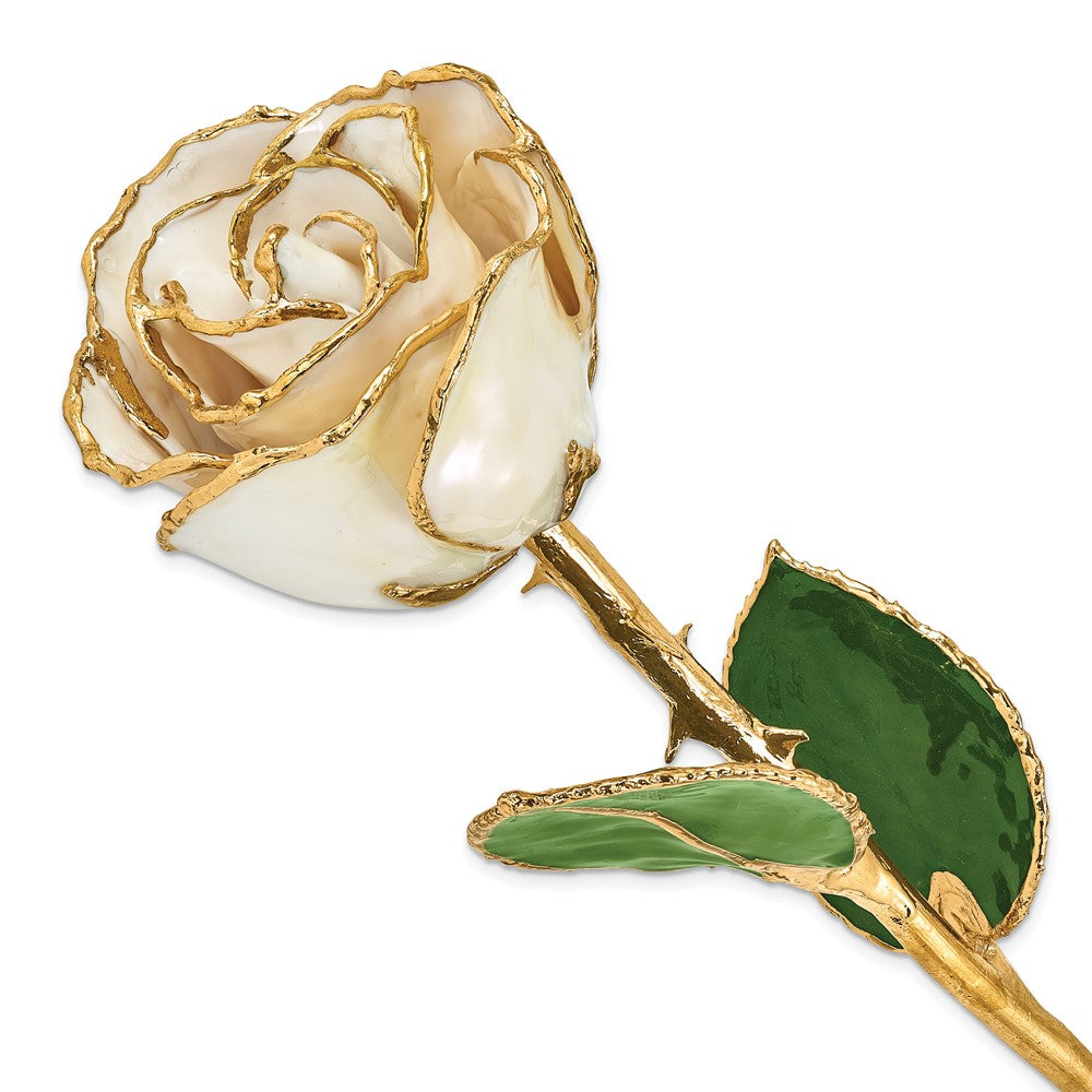 GR Lacquer Dipped Gold Trimmed White Satin Real Rose